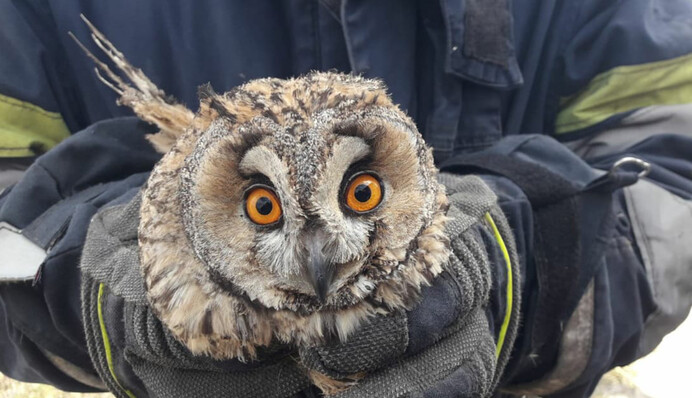 Под Днепром спасатели вынесли из пылающего сухостоя милого птенца, фото