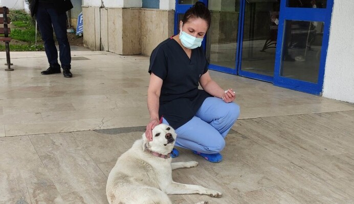 Безграничная преданность: собака две недели ждала хозяина, пока тот лежал в больнице