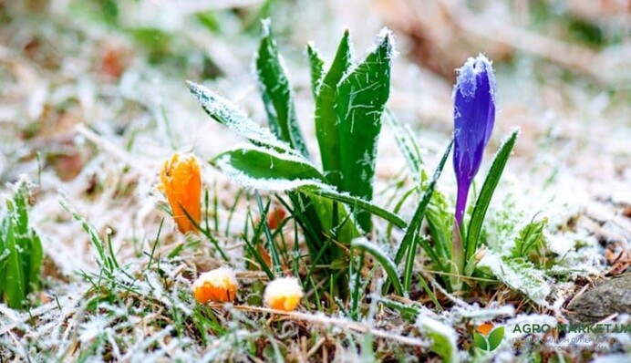 Украину ждут апрельские морозы: синоптик озвучила прогноз погоды на неделю