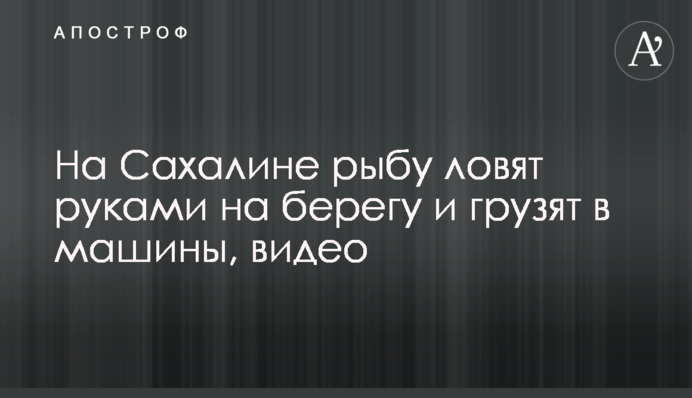 На Сахалине рыбу ловят руками на берегу и грузят в машины, видео