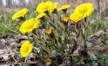 День Иллариона: что нужно и нельзя делать 10 апреля