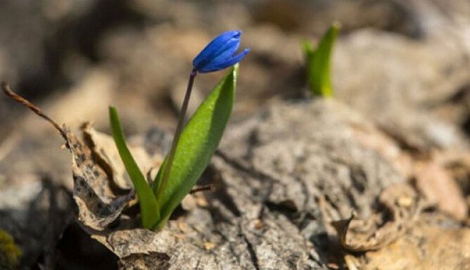В Україну прийде справжнє весняне тепло, але з дощами