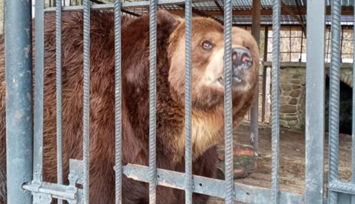 На Прикарпатье у отеля отобрали медведя: ветеринары были в шоке