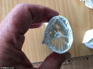 Вчені розгадали таємницю, як величезні динозаври з довгою шиєю могли літати: фото