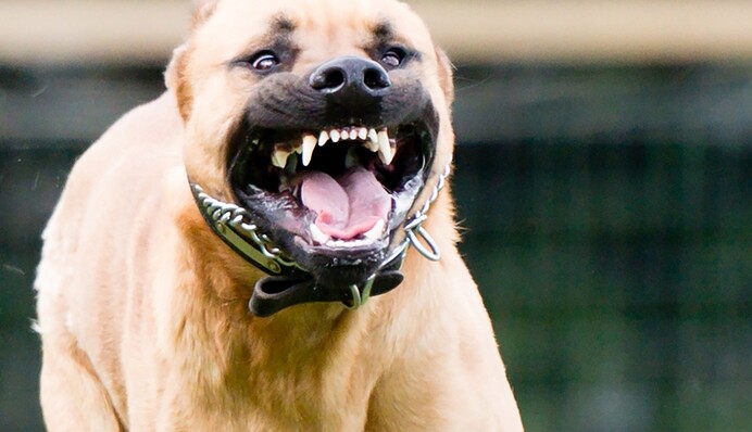 В Одессе произошел жуткий инцидент с бойцовским псом: его хозяин совершил роковую ошибку, видео 18+