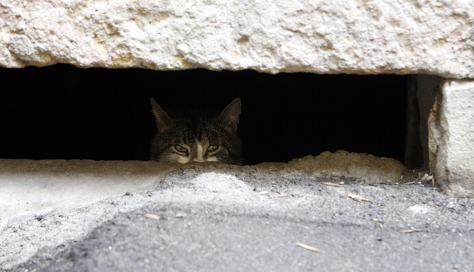 У Кривому Розі директора і вчителів гімназії звинуватили в знущанні над тваринами: відео