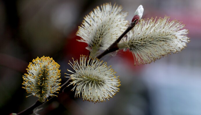Погода на Вербное воскресенье в Киеве неприятно удивит: синоптики озвучили прогноз