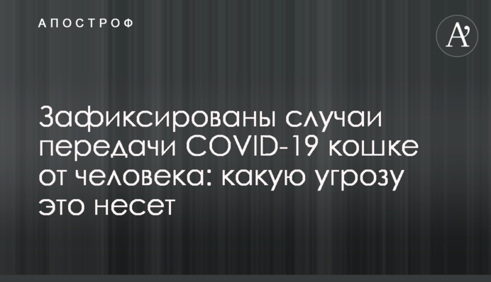 Зафиксированы случаи передачи COVID-19 кошке от человека: какую угрозу это несет