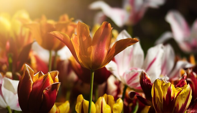 Тысячи тюльпанов, нарциссы и крокусы: в Киеве откроют масштабную выставку цветов