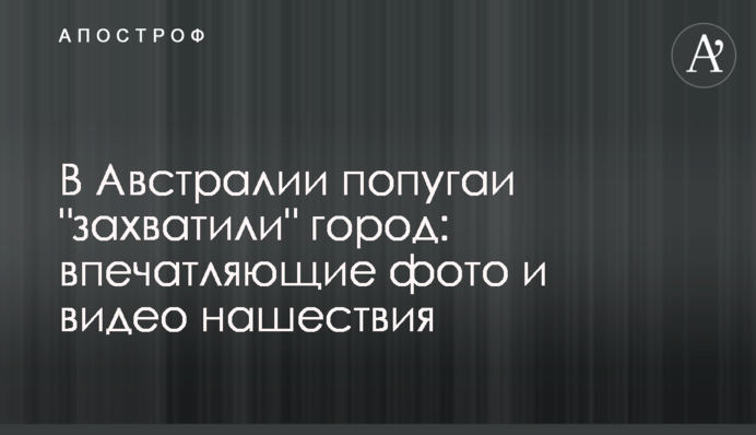 В Австралии попугаи 