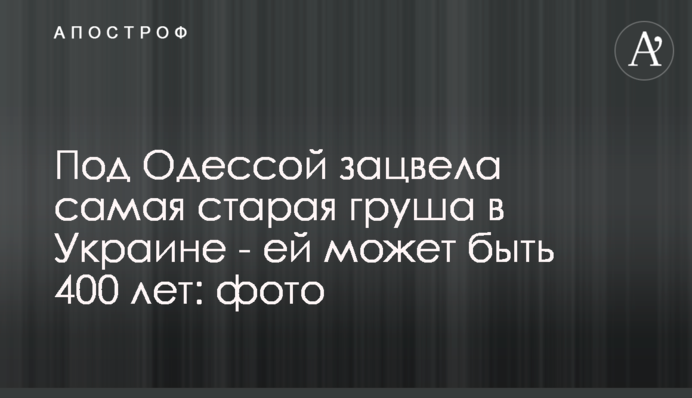 Под Одессой зацвела самая старая груша в Украине - ей может быть 400 лет: фото