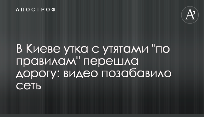 В Киеве утка с утятами 