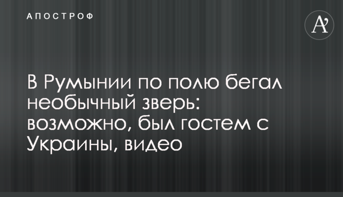 В Румынии по полю бегал необычный зверь: возможно, был гостем с Украины, видео