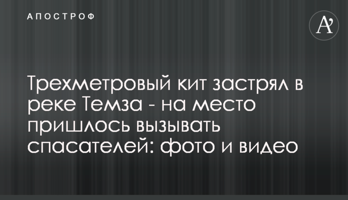 Триметровий кит застряг в річці Темза - на місце довелося викликати рятувальників: фото і відео