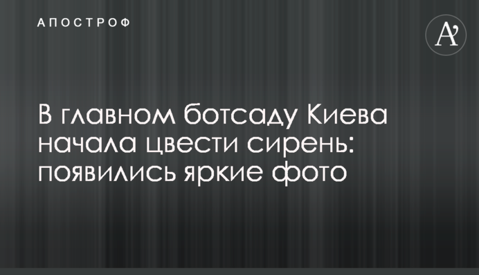 У головному ботсаду Києва почав цвісти бузок: з'явилися яскраві фото