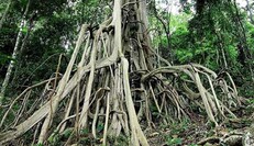 Ученые нашли окаменелости неизвестного ранее растения - росло более 18 млн лет назад: фото