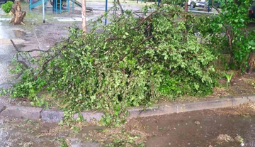 Поваленные деревья и поплывшие авто: Симферополь накрыла страшная гроза – фото и видео
