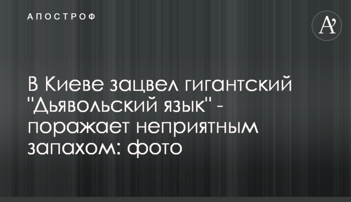 У Києві зацвів гігантський 