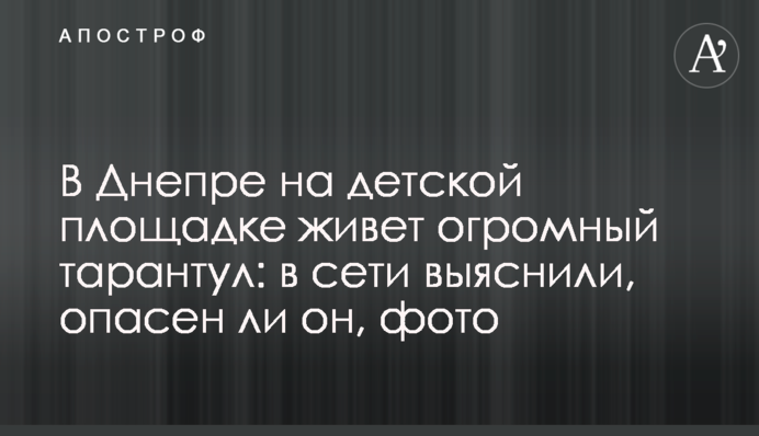 В Днепре на детской площадке живет огромный тарантул: в сети выяснили, опасен ли он, фото