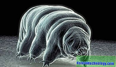 Компания SpaceX отправила на МКС крошечных существ, которые могут выжить в вакууме