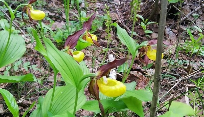 В лесу под Киевом зацвела краснокнижная орхидея 