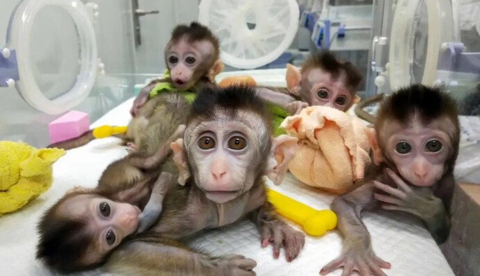 Мало було кажанів: в Китаї проводять експерименти з мавпами-мутантами - фото