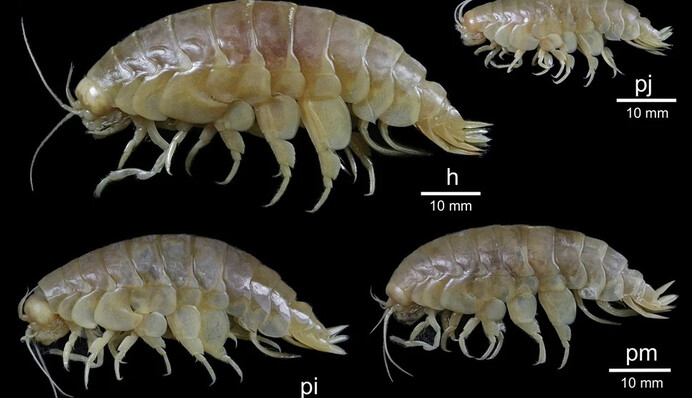 У Тихому океані виявили падальника-