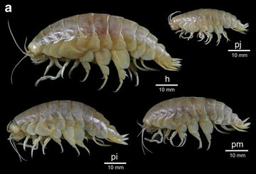 У Тихому океані виявили падальника-"гіганта" - живе на великих глибинах: фото