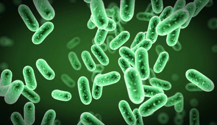 Біологи з'ясували, які бактерії 