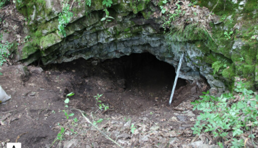 Археологи знайшли череп печерного ведмедя - знахідка відкрила таємницю життя древніх людей: фото