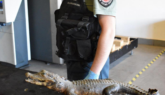 Украинец пытался вывезти в Польшу запрещенный груз: ему может грозить тюрьма