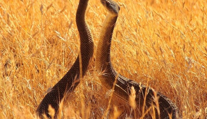 Змеиный праздник: приметы и что ни в коем случае нельзя делать в этот день