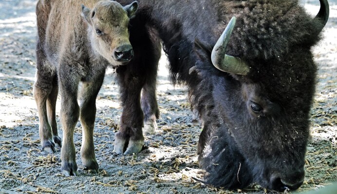 У київському зоопарку поповнення: стало відоме ім'я новонародженого малюка