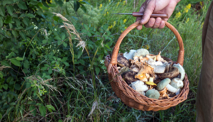 У Харківській області четверо дітей потрапили до лікарні - бабуся нагодувала їх грибами