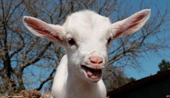 У Дніпрі африканці влаштували дикий бенкет з жертвопринесеннями - фото