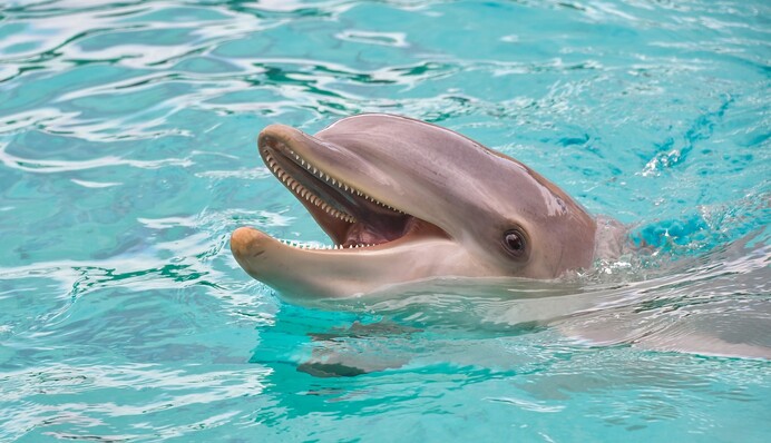 Под Николаевом неравнодушные туристы спасли дельфина: он выбросился на берег