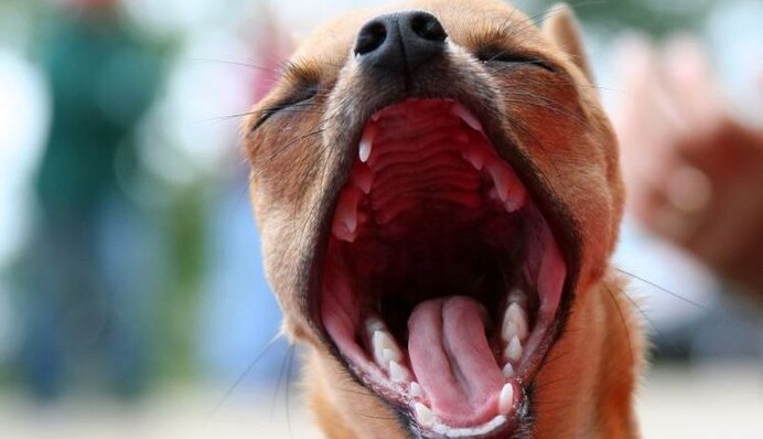 Власники просто не могли втримати: в Києві посеред вулиці в жорсткій сутичці зчепилися два пса - фото