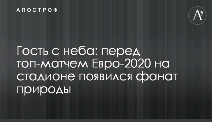 Гість з неба: перед топ-матчем Євро-2020 на стадіоні з'явився фанат природи