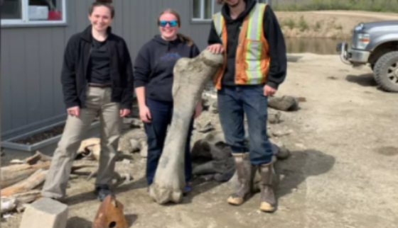 У Канаді золотошукачі натрапили на кістки шерстистих мамонтів - жили 29 тисяч років тому: фото