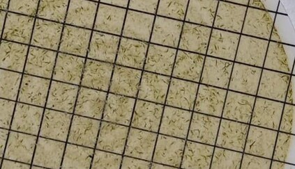 На популярном украинском курорте из-за дождей в море развелись опасные бактерии: фото