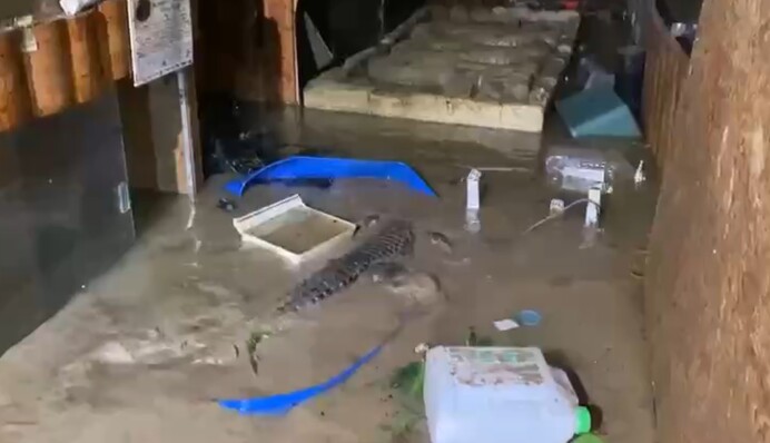 В Ялте из-за наводнения могли сбежать крокодилы: видео