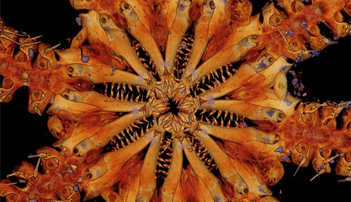 Ученые нашли неизвестное ранее существо с восемью рядами зубом – не изменилось со времен Юрского периода: фото