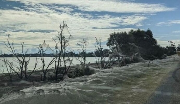 В Австралии миллионы пауков сплели километры паутины: фото и видео