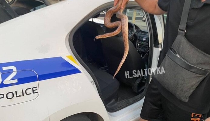 ​Был очень голодным: в Харькове женщина обнаружила в квартире питона, фото и видео