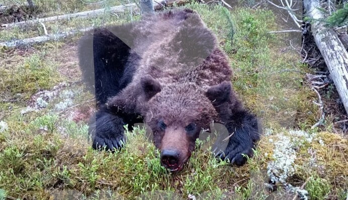 У Росії ведмідь напав на туристів