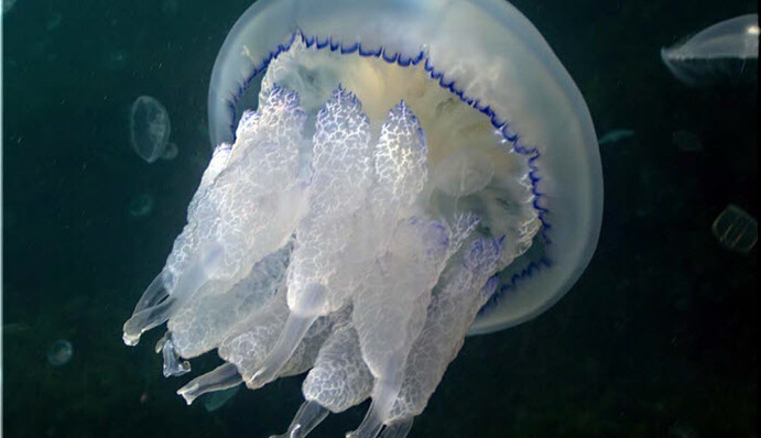 ​На украинском курорте придумали интересное применение для медуз