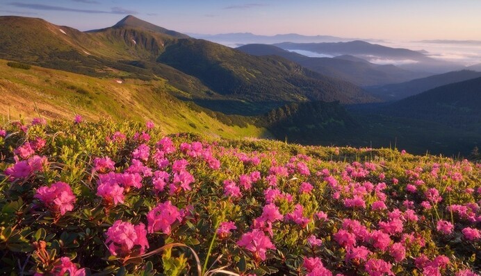 Червневий ранок в Карпатах: в мережі показали казкове відео