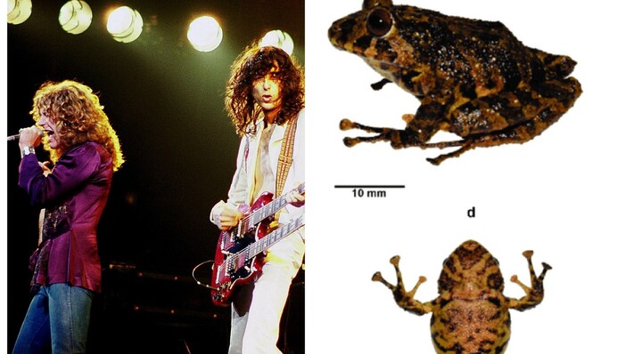 Вчені виявили в Андах невідому раніше жабу - назвали на честь легендарної рок-групи: фото