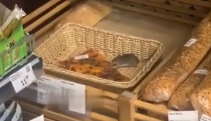 Под Киевом в супермаркете заметили мышь на прилавке - лакомилась пиццой: видео