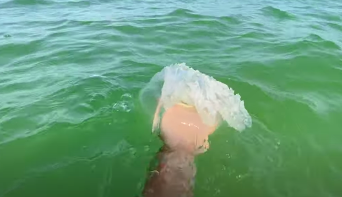 На популярном курорте под Кирилловкой заметили больших морских блох и медуз: видео